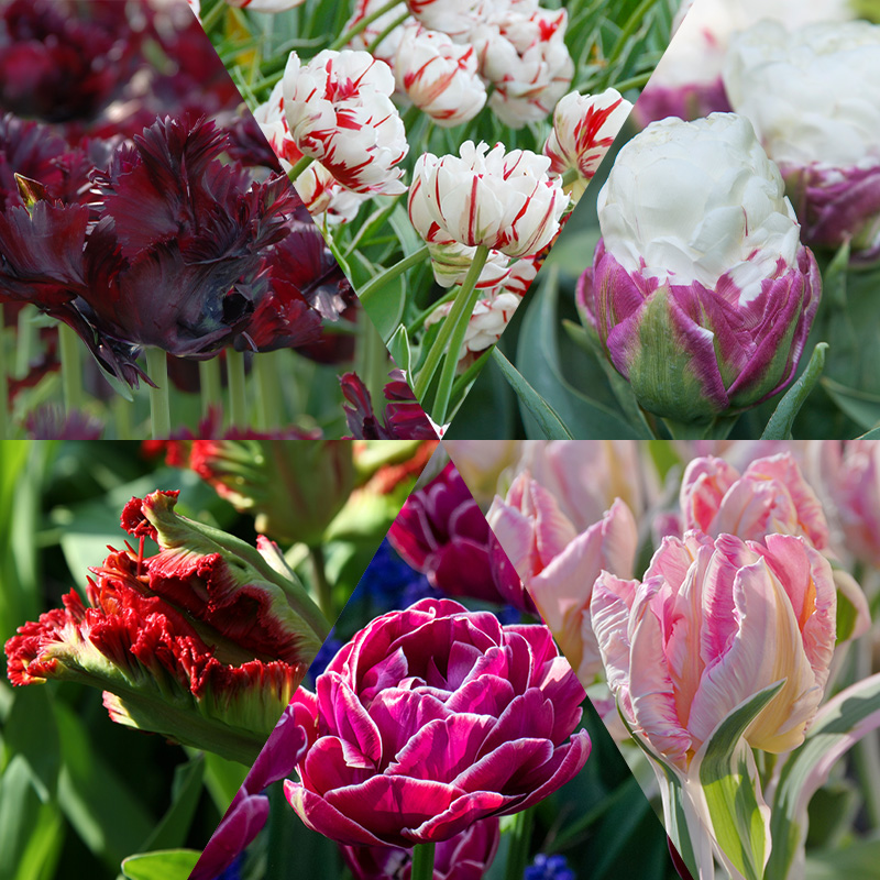 Tulipes exclusives collection