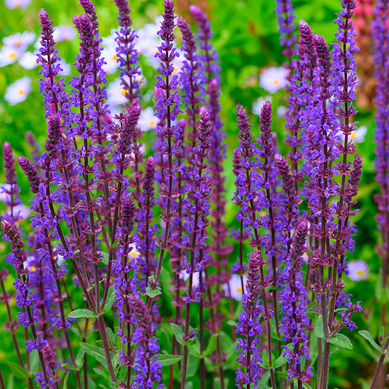Sauge (Salvia nem.) 'Caradonna'