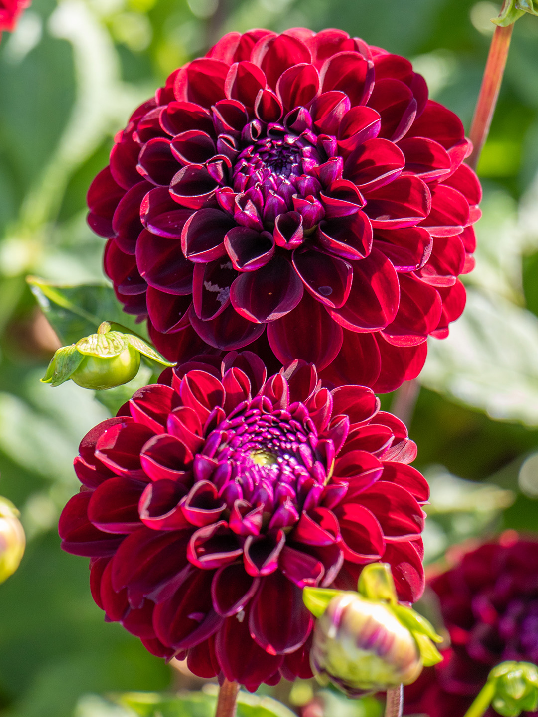 Dahlia Dark Spirit , à 1