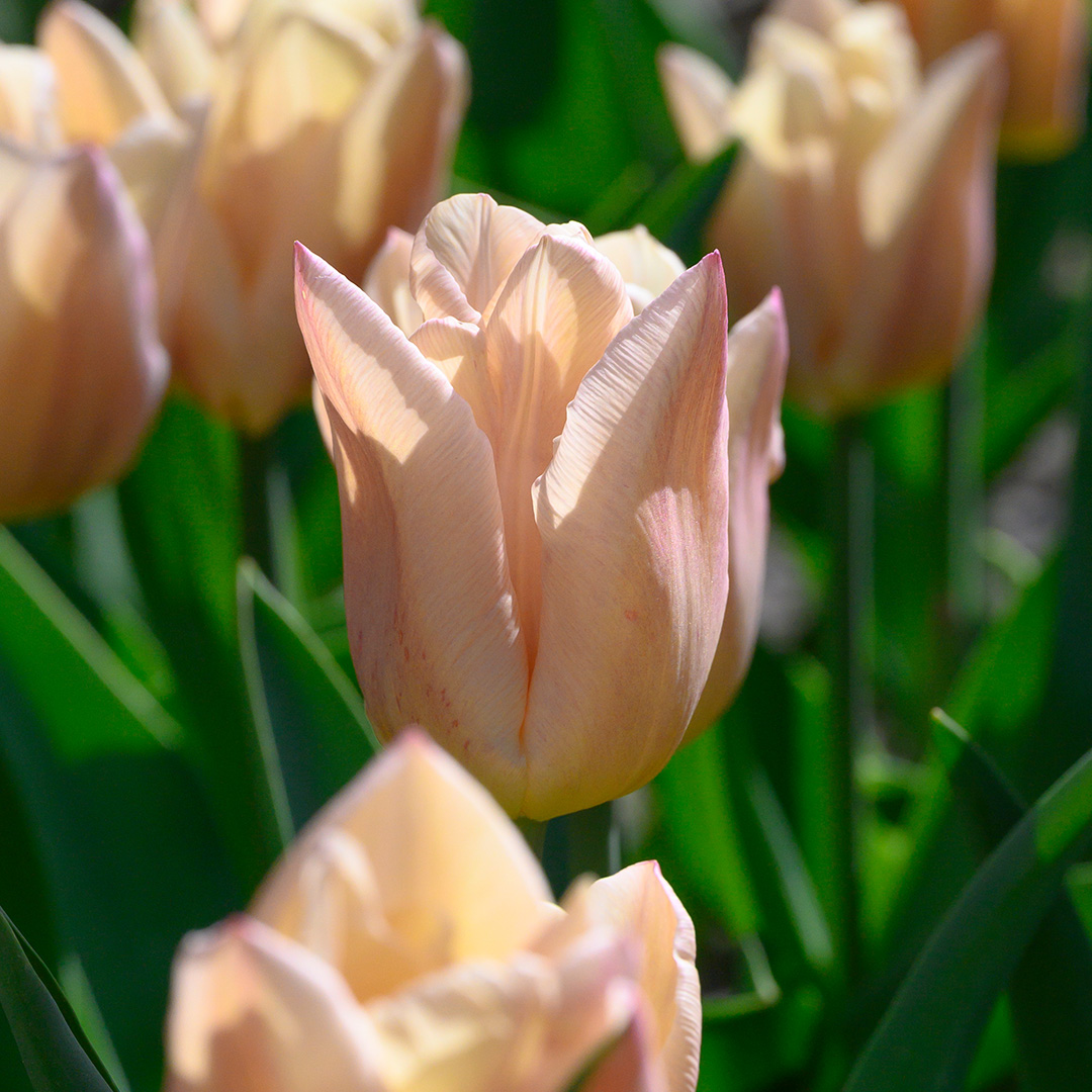 Tulip Apricot Copex®