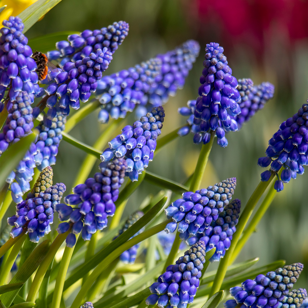 Muscari Armeniacum