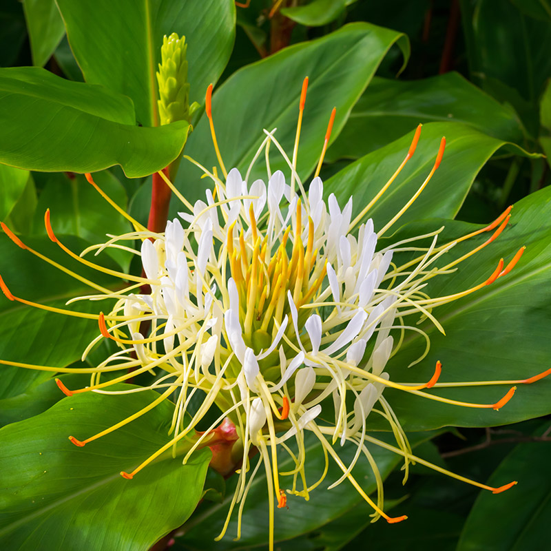 Hedychium ellipticum