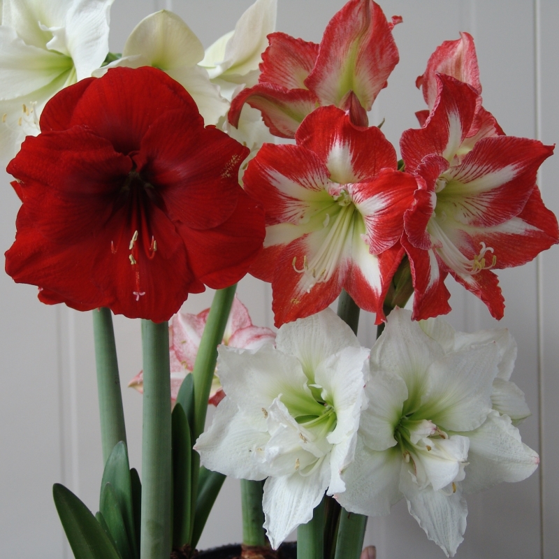 Amaryllis Surprise Mélange
