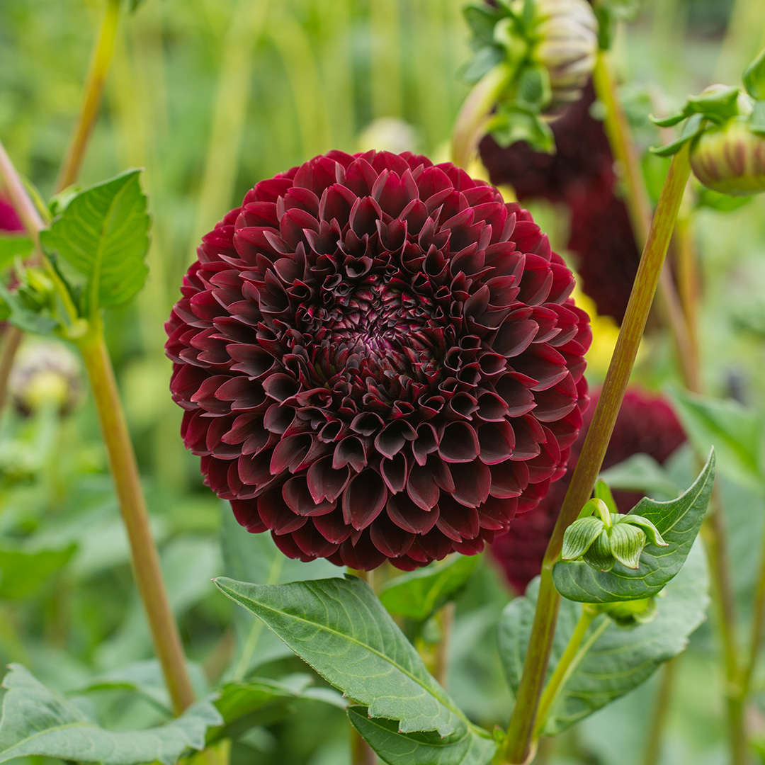 Dahlia Jowey Mirella