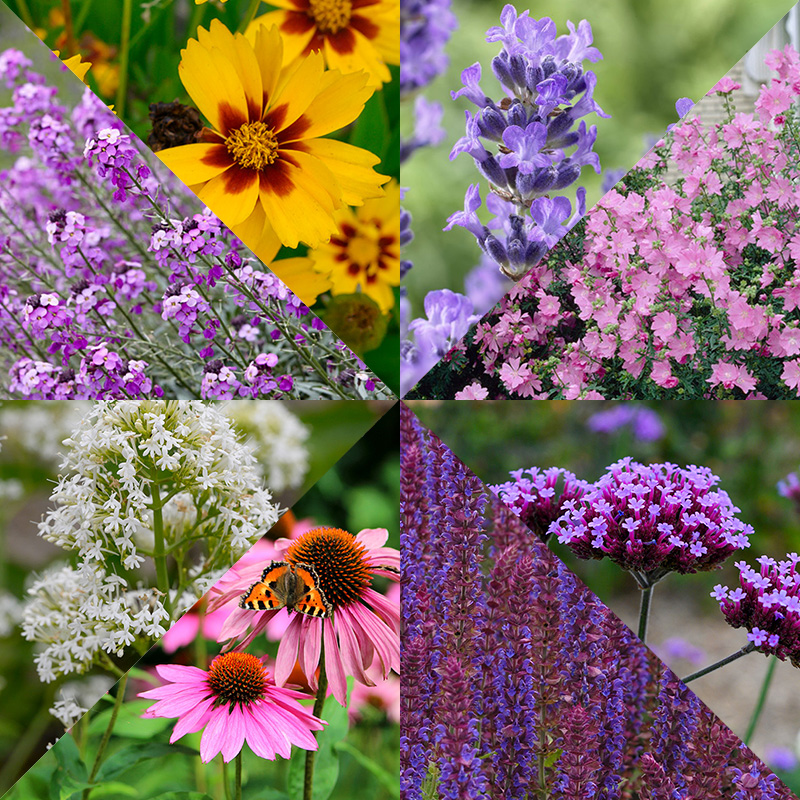 Collection de bordure pour un jardin de papillons