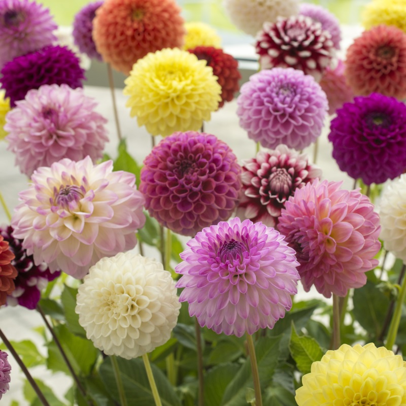 Pompon Dahlia Melange