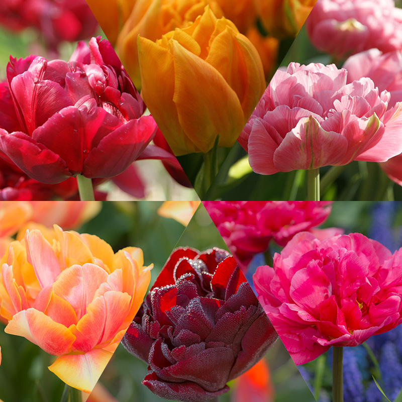 Tulipe Double Collection