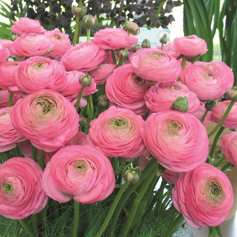 Ranunculus Aviv rose