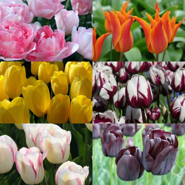 Fleurs coupée tulipes collection "Tulip Varieties"