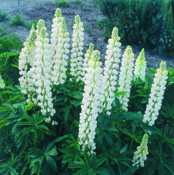 Lupin (Lupinus) 'Noblemaiden'