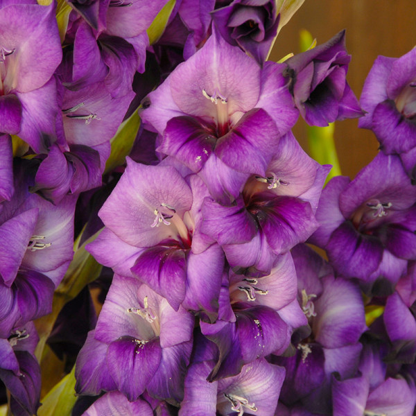 Glaïeul Purple Flora®