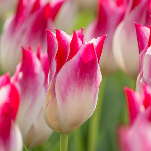 Tulipe Whispering Dream