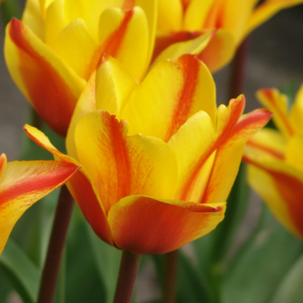 Tulipe Cape Cod