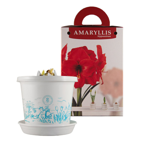 Amaryllis Red Lion en pot et en boite cadeau