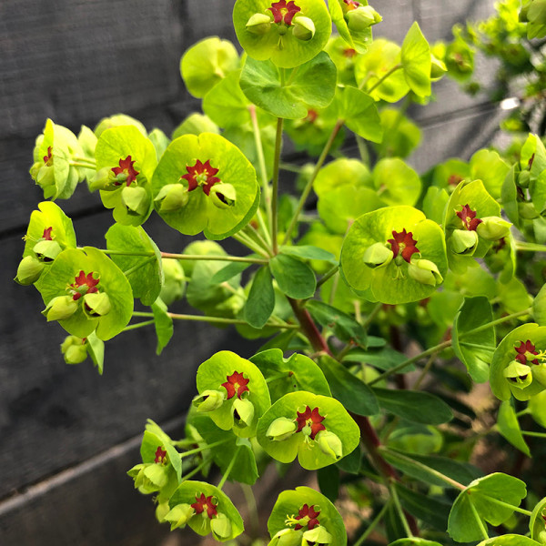 Euphorbe (Euphorbia) martini