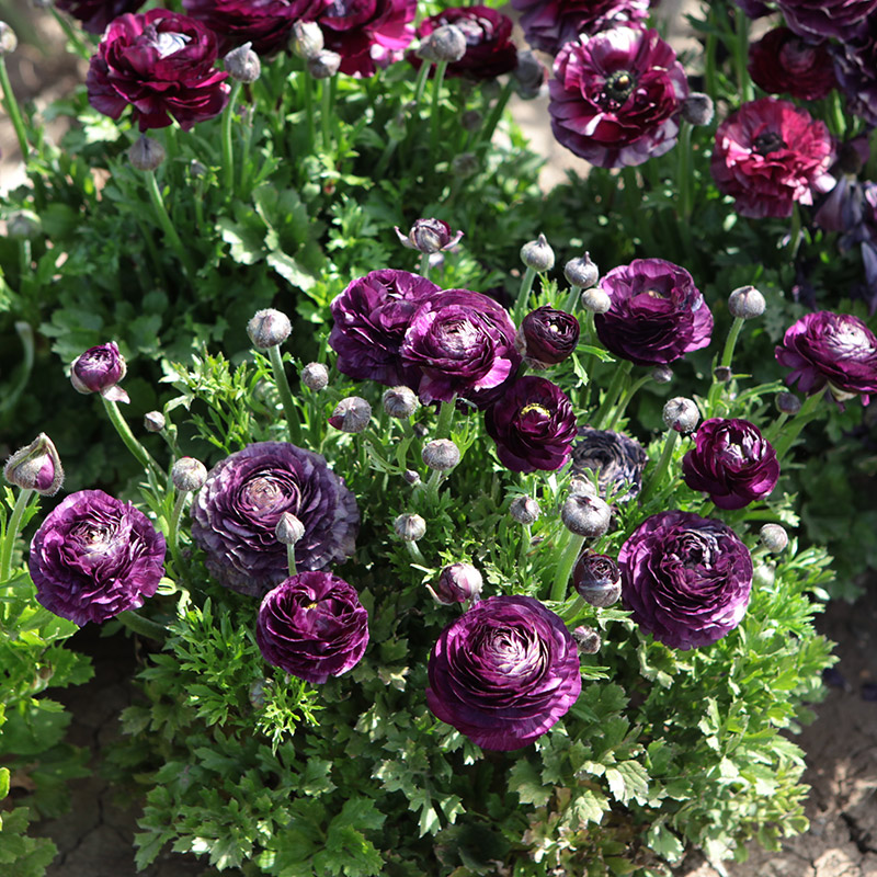 Ranunculus Aviv Violet | Bulbes d'été spéciaux | Bulbes d'été | QFB  Gardening
