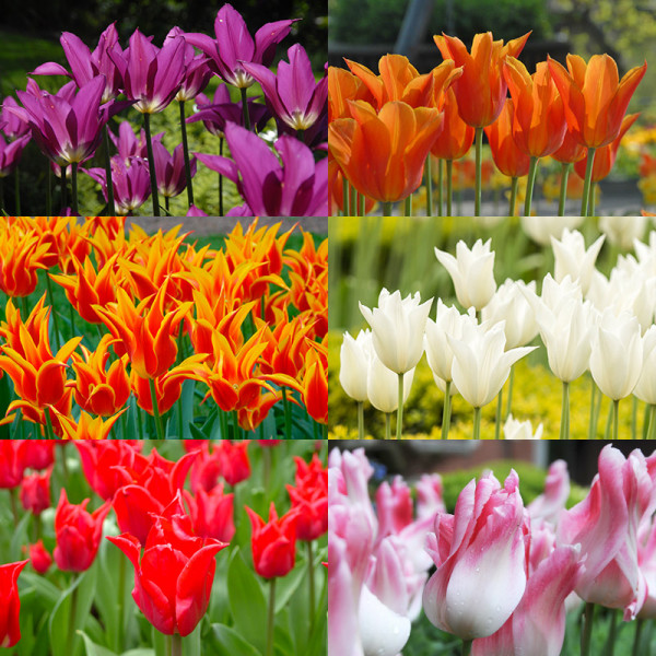 Tulipes fleurir lys collection