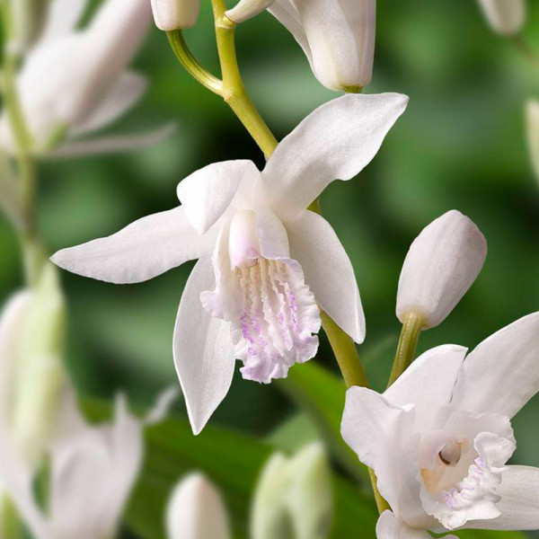Orchidée Jacinthe blanche - Bletilla Alba