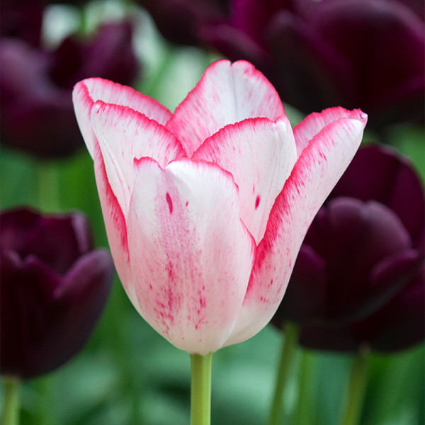 Tulipe Beauty Trend®