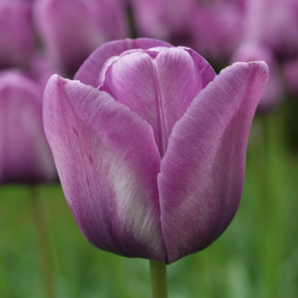 Tulipe Bleu Aimable