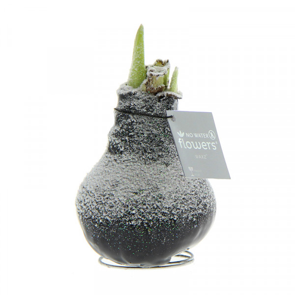 Wax Amaryllis Noir avec Neige avec fleur blanche