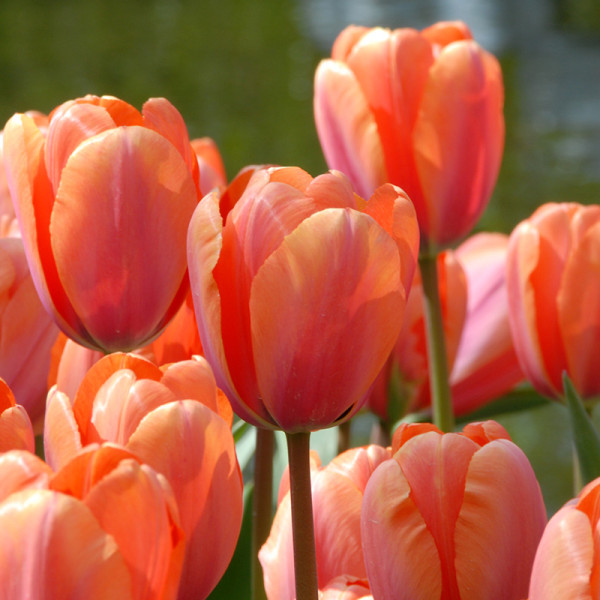 Tulipe Apricot Impression®