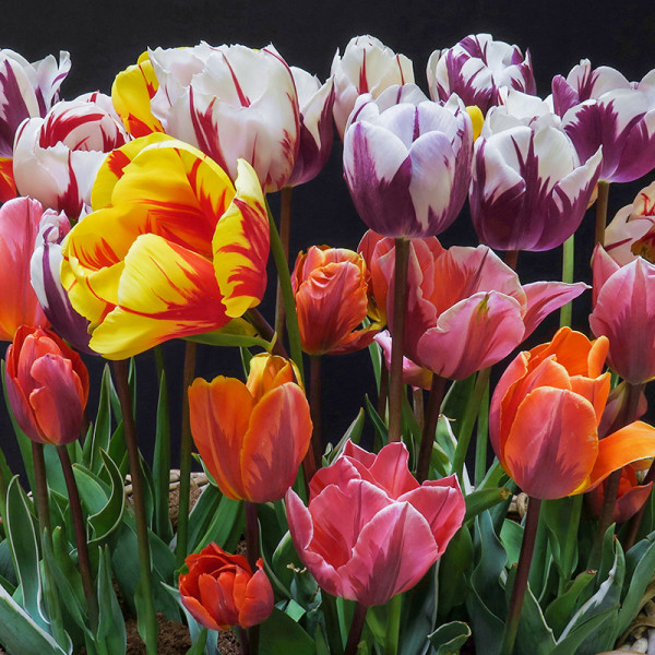 Rembrandt tulipes collection bicolore
