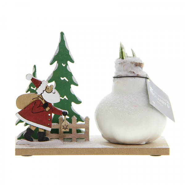 Wax Amaryllis Snow Wonderland Santa