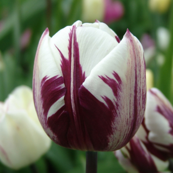 Tulipe Rems Favourite