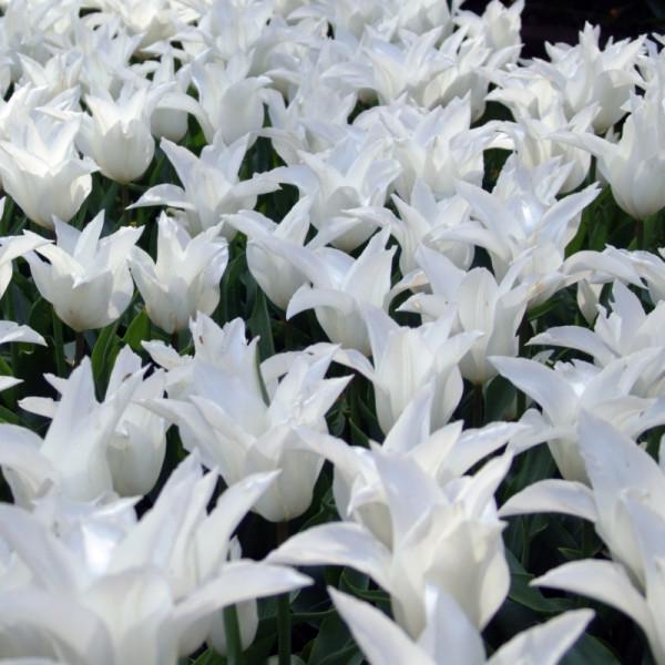 Tulipe White Triumphator