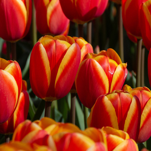 Tulipe World's Favourite