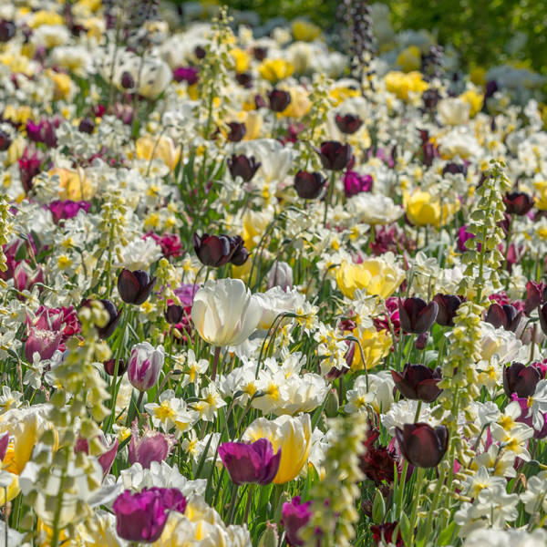 Bulbes de fleures collection "Everlasting Spring"
