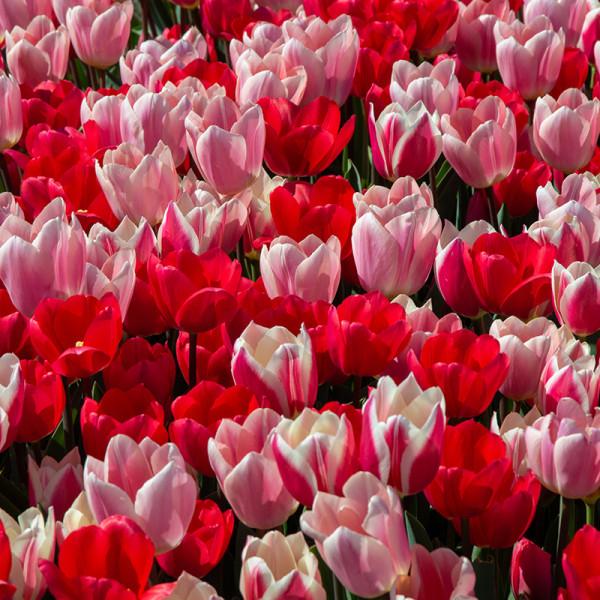 Tulipes collection "Morning Delight"