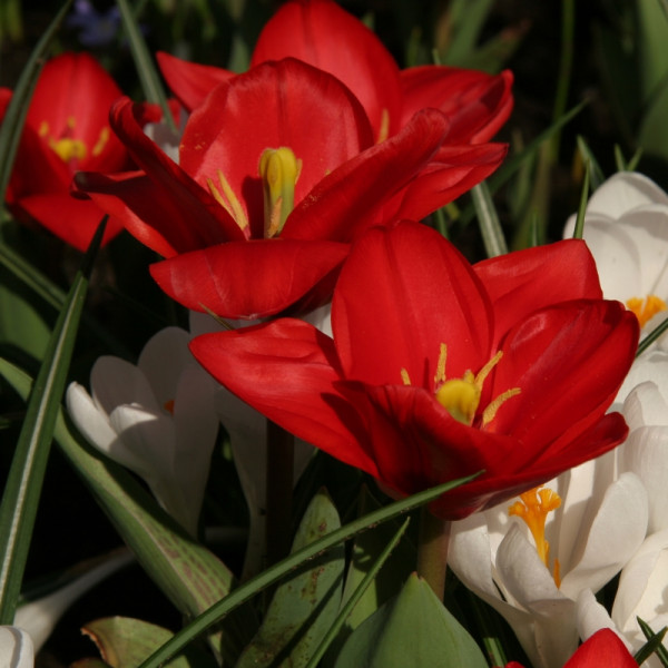 Tulipe Showwinner