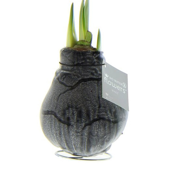 Wax Amaryllis Marble Noir avec fleur blanche