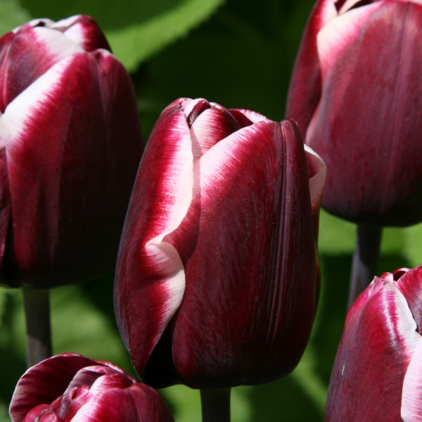 Tulipe Fontainebleau
