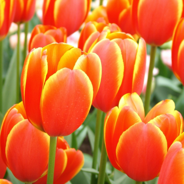 Tulipe World's Favourite