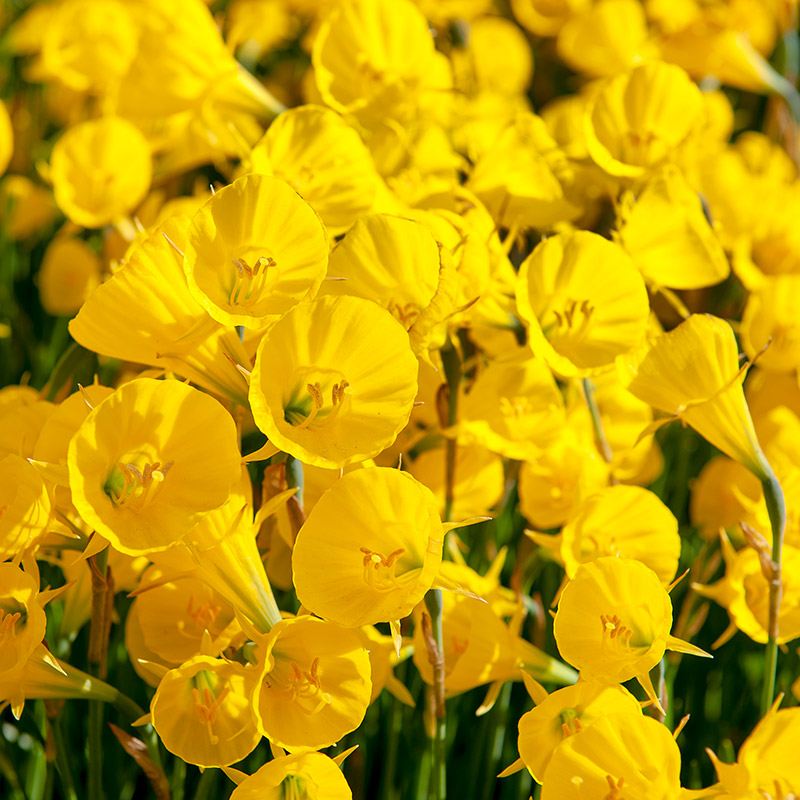 Jonquille Golden Bells | Jonquilles | Bulbes de printemps | QFB Gardening