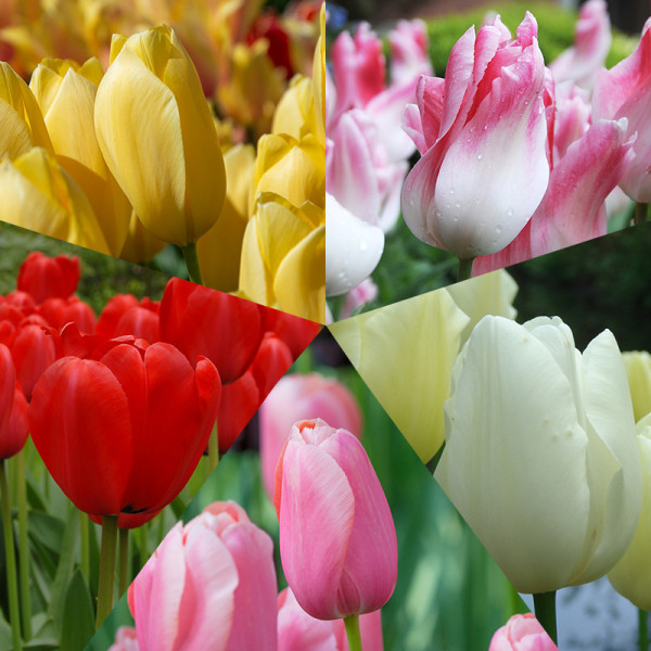 Tulipes collection "Monet"