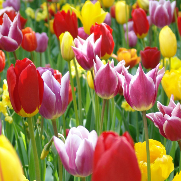 Tulipes collection "Colourful Spring"