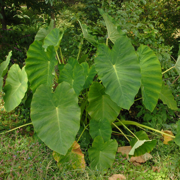 Olifantsoor - Colocasia esculenta