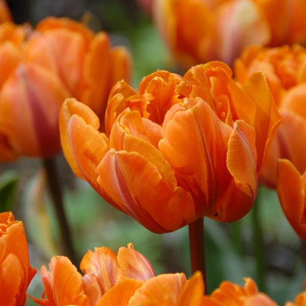 Tulipe Orange Princess