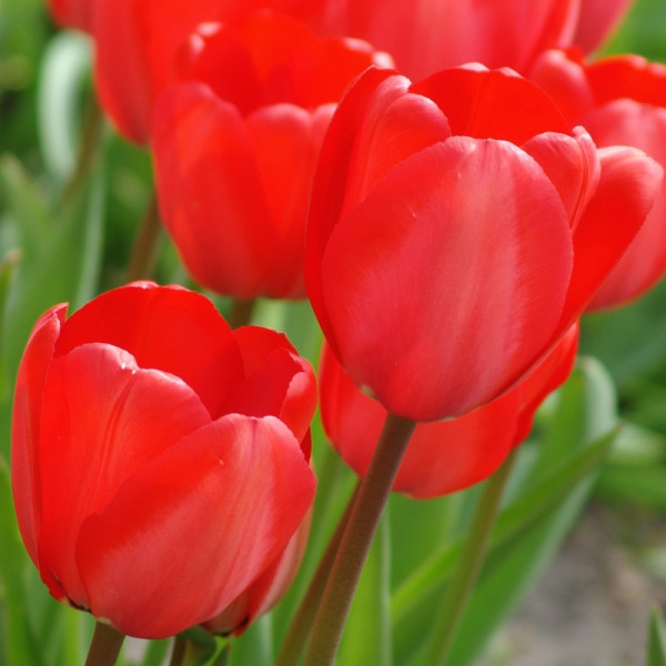 Tulipe Red Impression®
