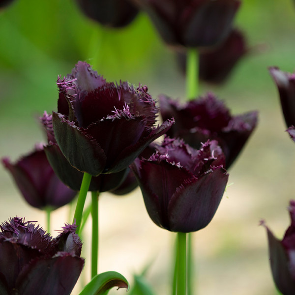 Tulipe Fringed Black
