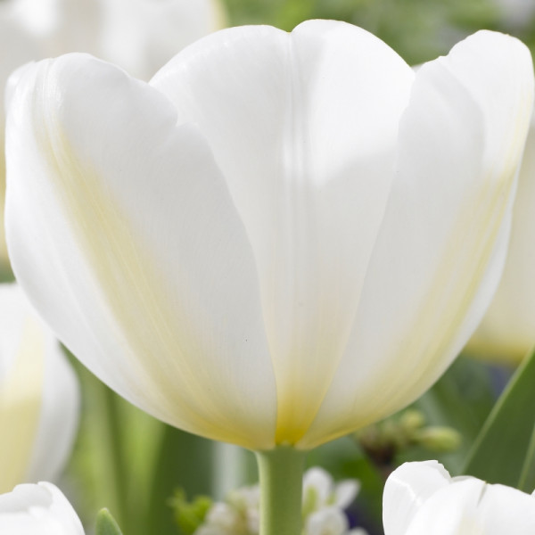 Tulipe Angels Wish