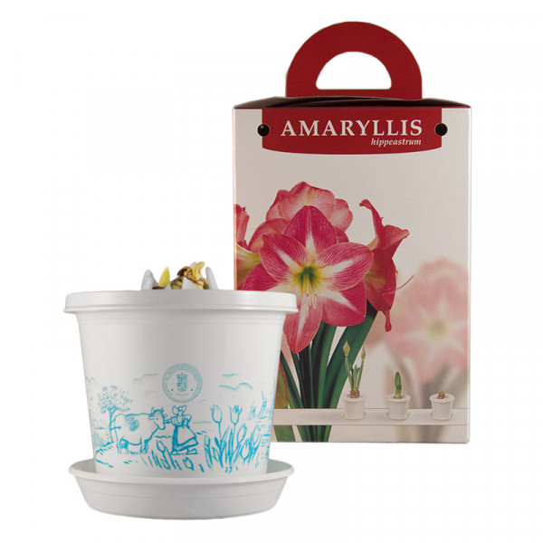 Amaryllis Exposure en pot et en boite cadeau
