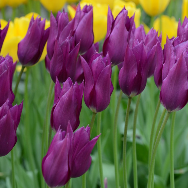 Tulipe Purple Dream