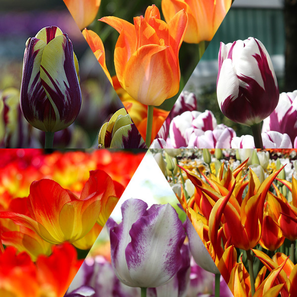 Rob's tulipes collection