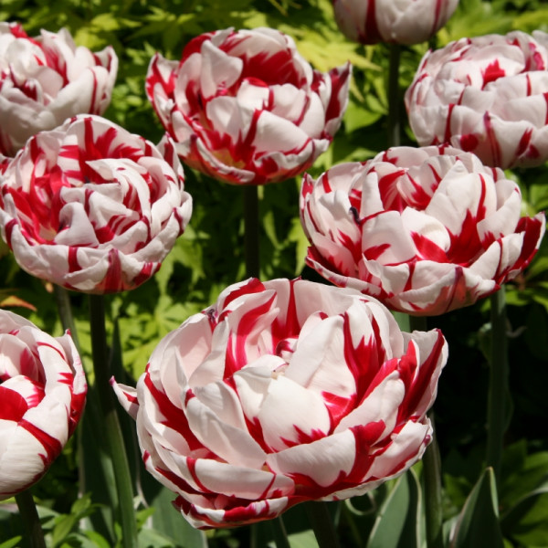Tulipe Carnaval de Nice