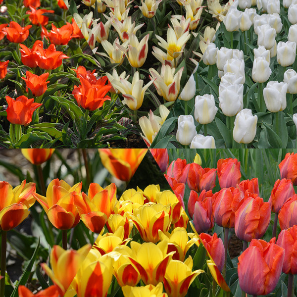 Tulipes collection "Fairytail"